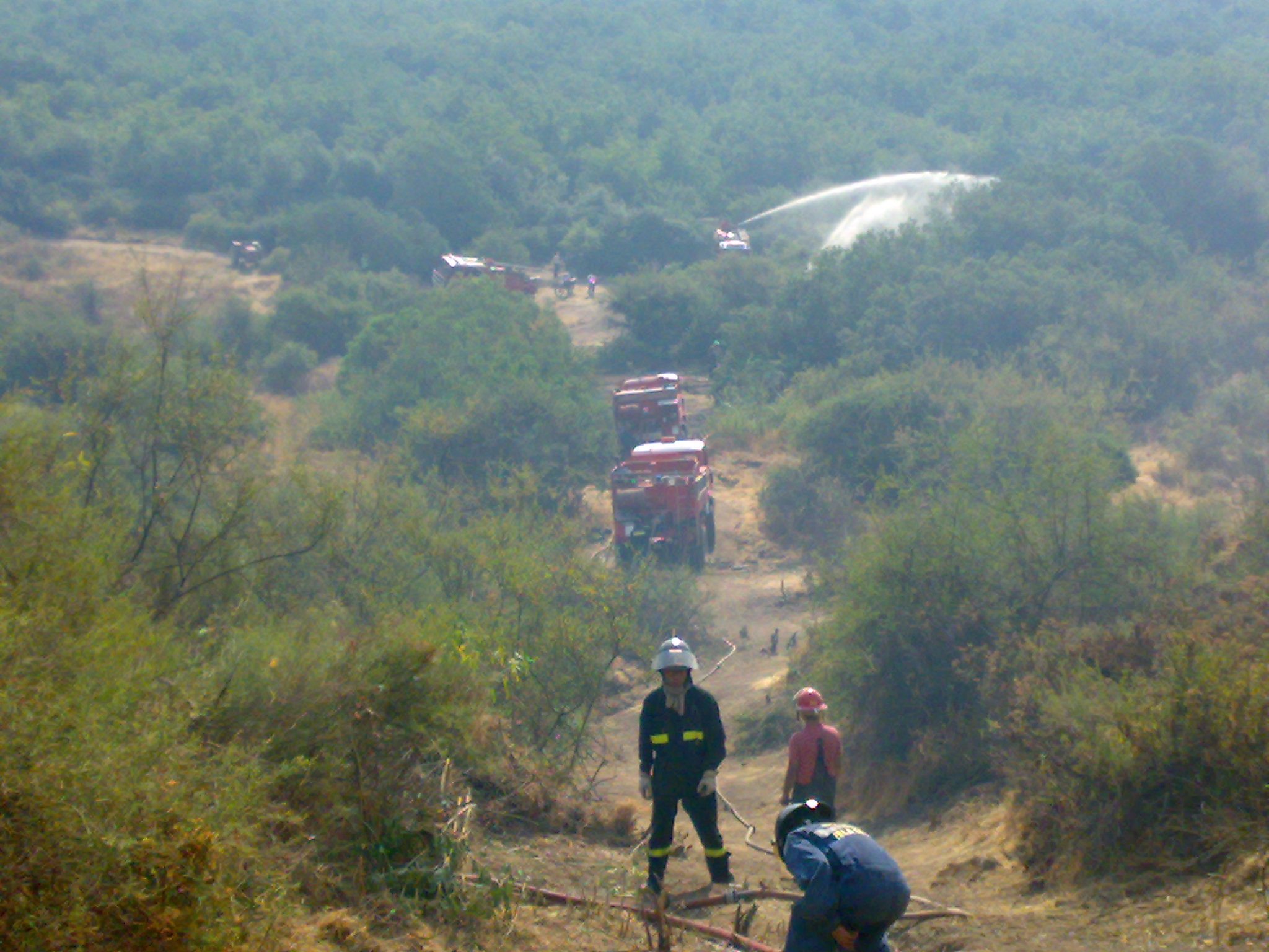 Especialidad Forestal